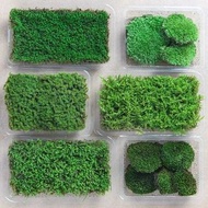 生態缸專用 微型。 苔蘚moss 植物膠盒。爬蟲。鼠婦缸 。植物箱用跳蟲 bioactive springtails 自然廢物分解缸用  terrarium plant box exo Terra  