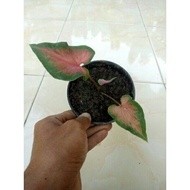 Caladium/Keladi Mandova