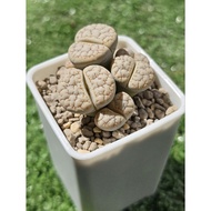 Lithops Gracilidelineata C189 multihead clump 群生c189岛田荒玉生石花 plant succulent
