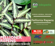 Tanaman hias gantung Pellionia Rapens multicolor