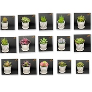 Artificial Flower / Cactus / Plant with Bonsai Pot (WM)