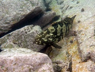 Hybrid Grouper/Ornamental fish/Brackish/Readystock