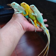 Snow iguana Baby up