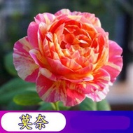 陽台室內四季易種活玫瑰花種子 盆栽花籽，品種：莫奈