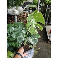 Monstera variegata plant with split leaves - unique and beautiful monstera var plant