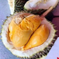 benih pokok durian duri hitam atau D200