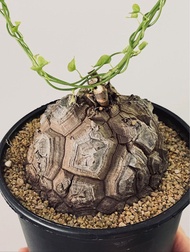 南非龜甲龍｜Dioscorea elephantipes ｜———｜塊根植物｜象牙宮｜龜甲龍｜曲刺妖炎｜橄欖｜象足漆樹｜多肉植物｜龍舌蘭｜嚴龍｜