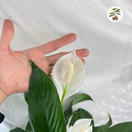 90s Greenovation Live Indoor Plant Peace Lily (Spathihphyilum mojo) 白掌