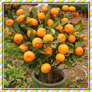 1200PACK 50Pcs Edible Fruit Mandarin Bonsai Tree Seeds Citrus Seeds Bonsai Mandarin Orange Seeds