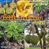 ต้นพันธุ์ทุเรียนก้านยาว เมืองจันท์  ปลูกง่ายโตไว  ปลูก 3-4  ปี  ติดผล ติดดอก  ต้นพันธุ์ถุงเบอร์ 7 ต้นสุง  50-60 ซม