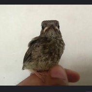 anakan lolohan burung srdc pilihan