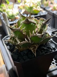 Agave Titanota 龍舌蘭 紅貓 盆栽