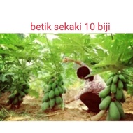 25 biji benih betik sekaki/dwarf papaya 1foot papaya date 20.10.23