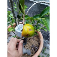 Anak pokok pisang kaki / persimmon / pokok kawin / grafting
