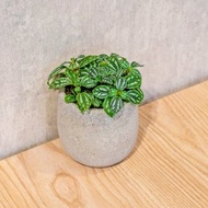 冷水花 桌上型水泥盆栽 觀葉植物 禮物 盆栽 交換禮物 辦公室小物