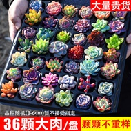 Fresh Fairy Succulent Wholesale Base Succulent Plant Whole Plate Combination Package Potted Plant Indoor Flowers Are Eas