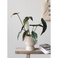 Artificial Flower Trout Begonia Home Decoration ins Plant Arrangement Single Indoor Silk Flower Gree