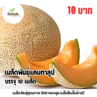 Cantaloupe Seeds 10