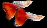 ALBINO SKY RED GUPPY
