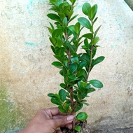 bibit ficus compacta