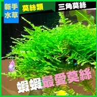 @@ Moyun Aquatic @ South American Positive Triangle Moss/Small Moss Stone Sheet/Iron Sheet/Bulk Aqua