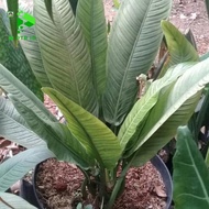PTR tanaman hias antorium linet daun 10 sampai 11 helay