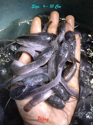 Bibit Benih Lele Berbagai Ukuran Pakan Ikan Predator