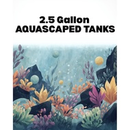 TERRA BOX 2.5 GALLON AQUASCAPED TANK