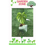 LIVE PLANT MONSTERA  DELICIOSA / INDOOR PLANT