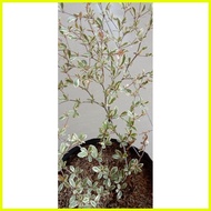 ♞,♘African Talisay Live Plant