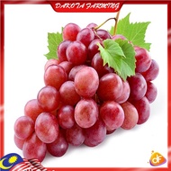 Anak Pokok Anggur Red Shine Muscat Grape Pokok Premium Lebat Berbuah Import Dari Thailand