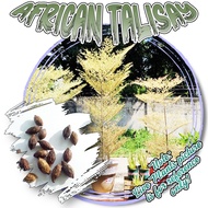 AFRICAN TALISAY SEEDS - VARIGATED TALISAY AND GREEN AFRICAN TALISAY SEEDS ONLY