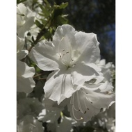 White Azalea Plant - Rhododendron simsii for Indoor & Outdoor Beauty