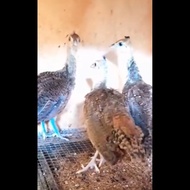 anakan burung merak biru India anakan