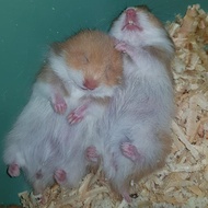 hamster syrian cinnamon yellow golden