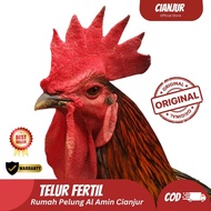 Telur Ayam Pelung  Untuk Ditetaskan  Fertil