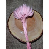 Bunga Lagurus Bunny Tail Pink