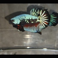 Ikan Hias/Cupang Avatar Gordon Turqouise Size M siap Breed ReaL Pict