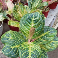 aglaonema rinjani