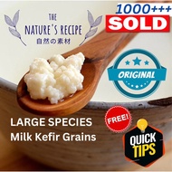 CHEAPEST READY STOCK LARGE SPECIES Milk Kefir Grain yogurt Probiotic Super Active Scoby kombucha sta