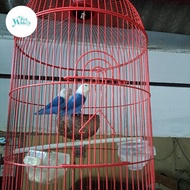 Burung Love Bird Sepasang siap ternak Biola Blue Lakbet
