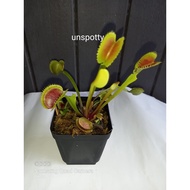 Uncommon plant Dionaea muscipula Venus Fly Trap VFT 'Unspotty'