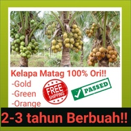 Biji Benih Kelapa Matag Gold/ Green / Orange