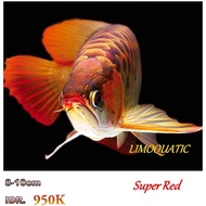 ARWANA SUPER RED size 8-10cm lengkap dengan sertifikat dan chip