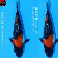 Ikan Koi Import Ginrin Showa Shinoda Istimewa Mollycutes