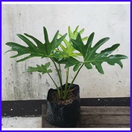 ❧ ☃ Philodendron Hope Selloum Plants