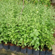 tanaman hias lee kwan yew 15 polybag tanaman tirai tanaman murah