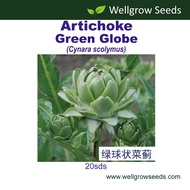 Artichoke Green Globe (20sds) Cynara scolymus 绿球状菜蓟 Articok Vegetable Seeds Wellgrow Seeds