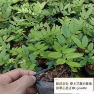 新采黃花梨種子 正宗海南黃花梨種子 降香黃檀種子花梨木樹種包郵