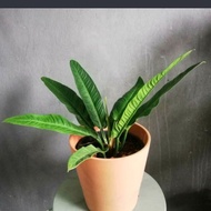 tanaman hias philodendron linet + bonus tanaman random